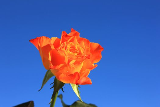 Close view of a beautiful orange rose on a blue background