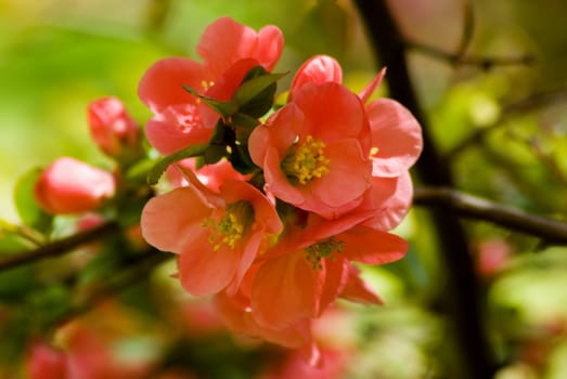 A fresh sprig of pink spring cherry blossom