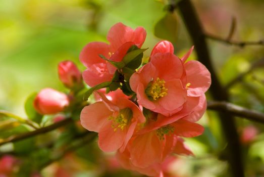 A fresh sprig of pink spring cherry blossom