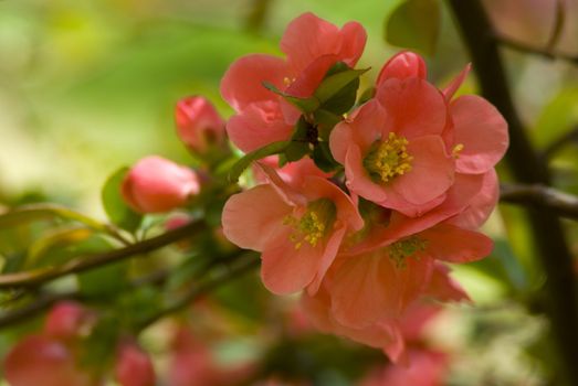 A fresh sprig of pink spring cherry blossom