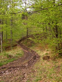 dirtyroad in a forest