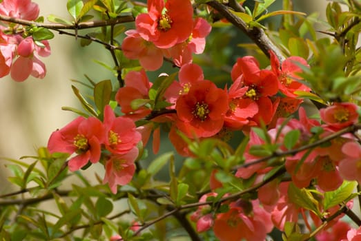 A fresh sprig of pink spring cherry blossom