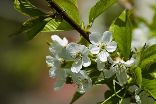A fresh sprig of white spring cherry blossom