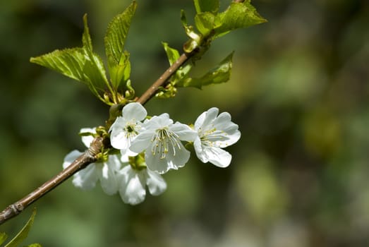 A fresh sprig of white spring cherry blossom