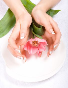 Fresh tulip on a plate with female hands around