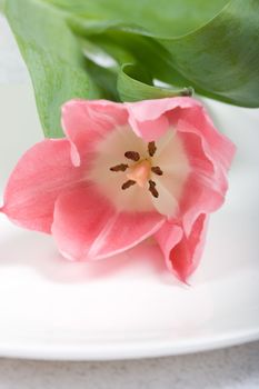 Fresh spring tulip on a white plate