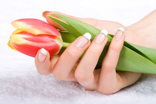 Fresh spring tulip in woman hands on a towel