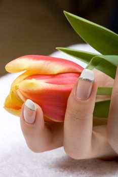 Fresh spring tulip in woman hands on a towel