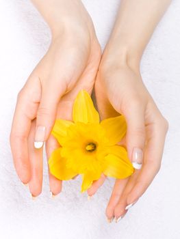Vibrant yellow daffodil in woman hands with manicure