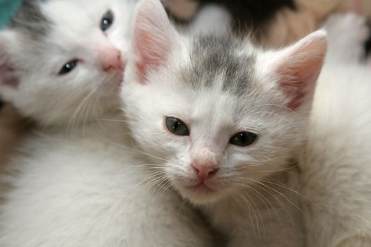 Small kitten lying close together in their basket