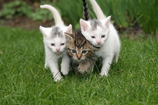 Small kittens walking in the garden close together