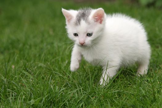 Small young cat walking a bit hesitantly through the garden