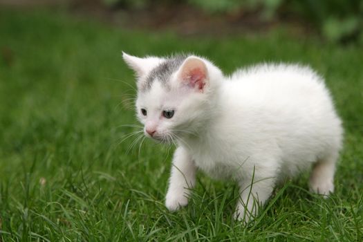 Little white kitten carefully taking her first steps in the big world