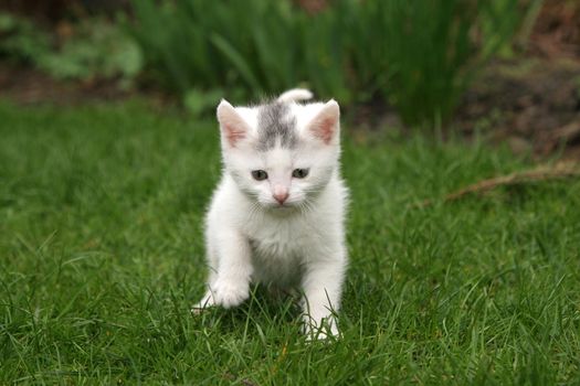Little white kitten in the garden