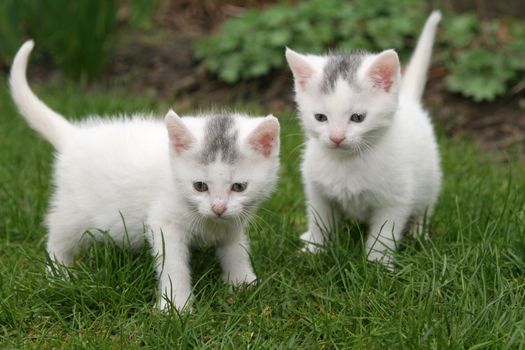 Two white kittens (focus is on the kitten on the left)
