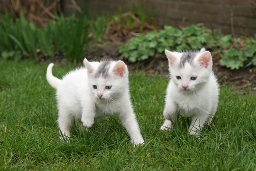 Little kittens looking for trouble