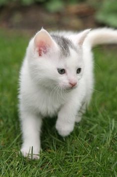 Small kitten walking around in the garden