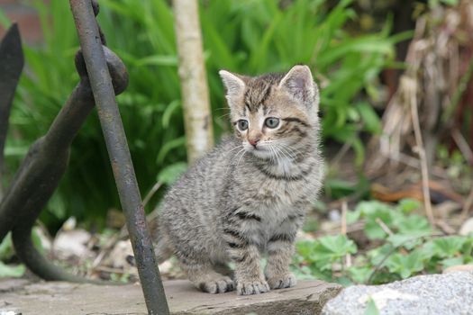 Little kitten exploring the garden