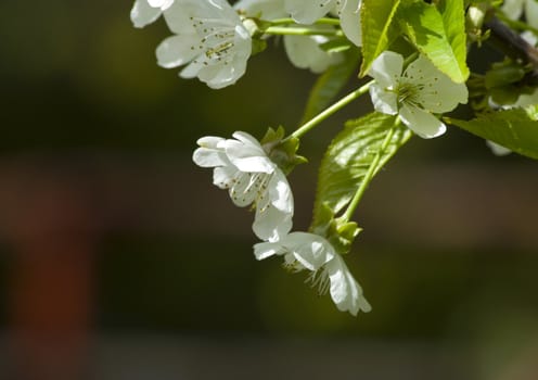 A fresh sprig of white spring cherry blossom