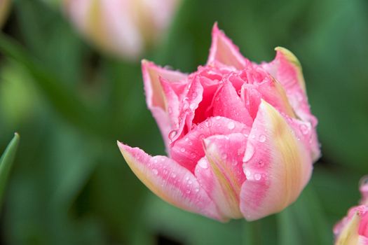 Wet pink tulip (shallow DOF)