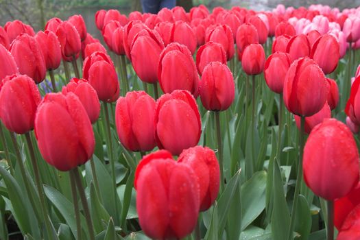 Beautiful red tulips in the rain covered in drops (streaks in the background is rain falling down)