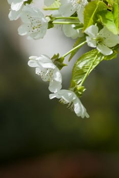 A fresh sprig of white spring cherry blossom