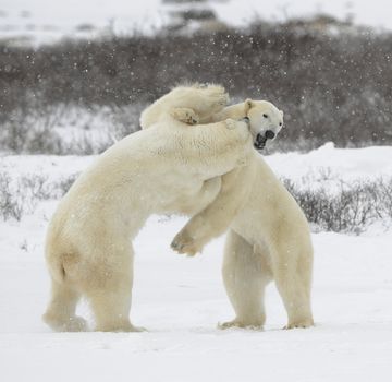 Fight of polar bears. Two polar bears fight. Tundra with undersized vegetation. Snow.