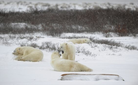 Polar bears relax. A rookery of polar bears. Snow-covered tundra. It is snowing.