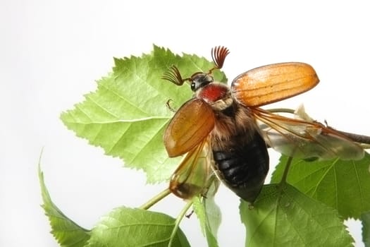 May-bug on a tree branch.