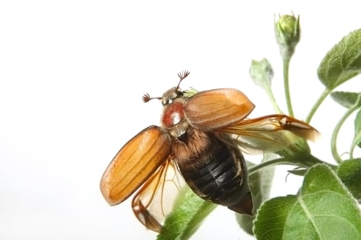 May-bug on a tree branch.