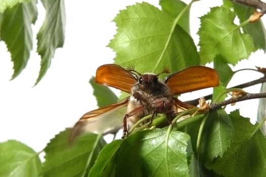 May-bug on a tree branch.