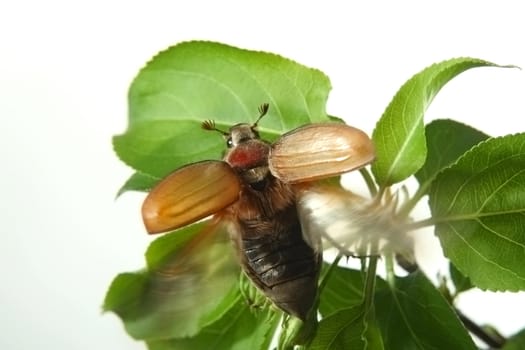 May-bug on a tree branch.