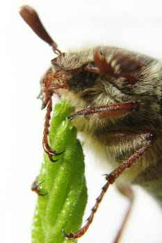 May-bug on a tree branch.