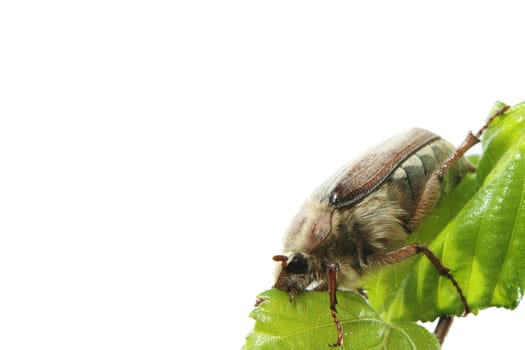 May-bug on a tree branch.