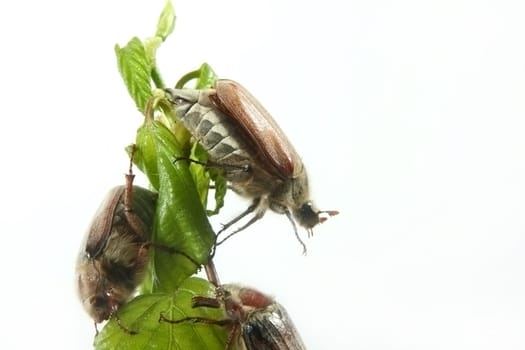 May-bug on a tree branch.