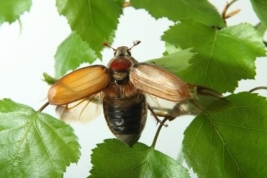 May-bug on a tree branch.