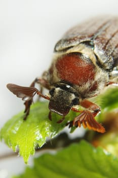 May-bug on a tree branch.