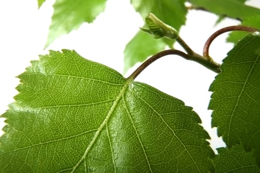 Young green sheet of a birch