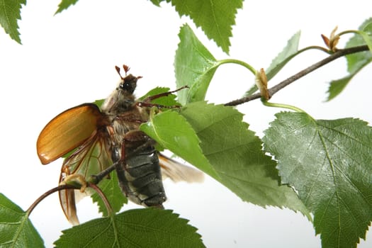 May-bug on a tree branch.