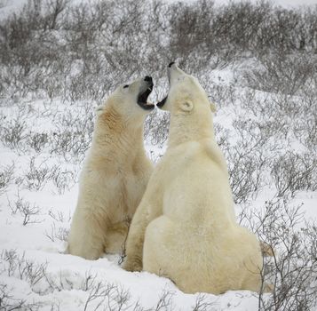 Two polar bears are measured in the size to graze.Tundra. Snow.