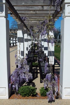 gardens in Canberra, several benches and flowers