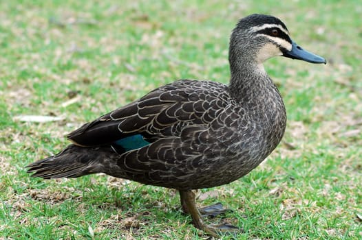 grey duck on short cutted grass