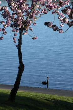 black swan in pond, blooming tree in foreground, photo taken in Canberra