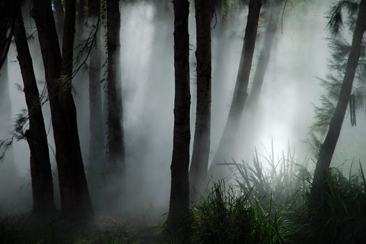 white thick mist in dark forest, photo taken in canberra, australia