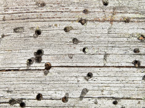 Background of rotten gray wood closeup