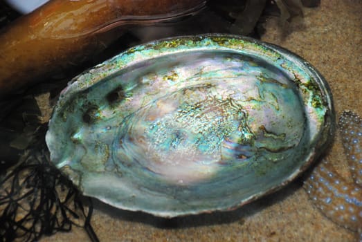 Close up of an open seashell lying on the sand under water among other marine life.