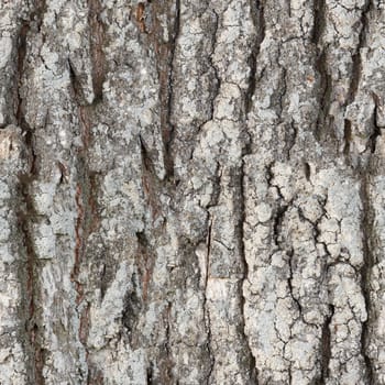 The seamless texture surface of the bark