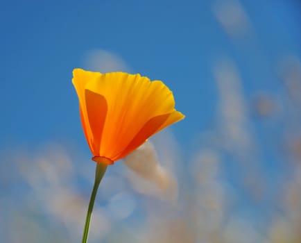 California poppy (Eschscholzia californica) with blue sky background