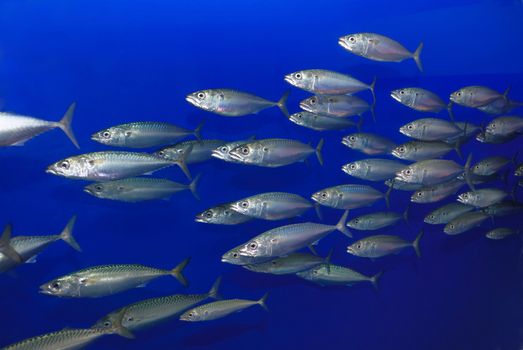 School of sardines swimming with blue background.