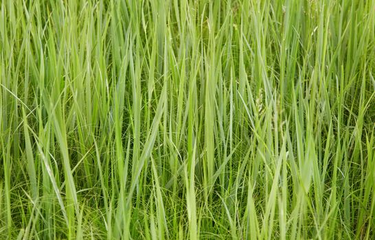 Thick, lush green forage grasses - the background